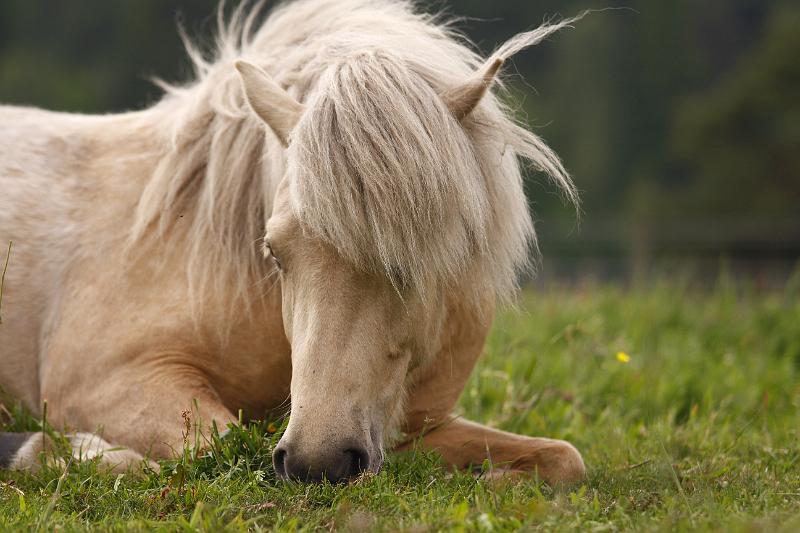 Ljoska von Heidmoor (7).jpg